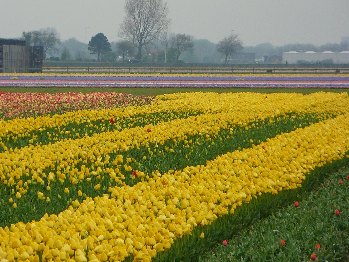 Blumenfelder bei Voorhout 06-04-2014.

Bloembollenvelden Randweg, Voorhout 06-04-2014.