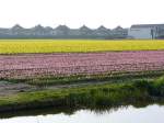 Blumenfelder bei Voorhout 05-04-2009.