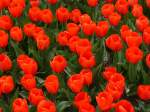 Blumenfelder/422595/tulpen-fotografiert-in-lisse-19-04-2015tulpen-in Tulpen fotografiert in Lisse 19-04-2015.

Tulpen in een bloembollenveld aan de Spekkelaan in Lisse 19-04-2015.