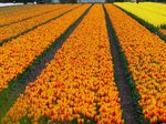 Blumenfelder Voorhout 17-04-2016.

Bloembollenvelden Voorhout 17-04-2016.