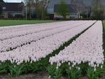 Blumenfelder Voorhout 17-04-2016.

Bloembollenvelden Voorhout 17-04-2016.