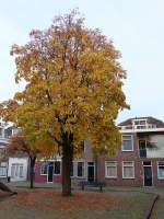 Zuid Rundersteeg, Leiden 25-10-2015.

Plein met boom in herfstblad. Zuid Rundersteeg, Leiden 25-10-2015.