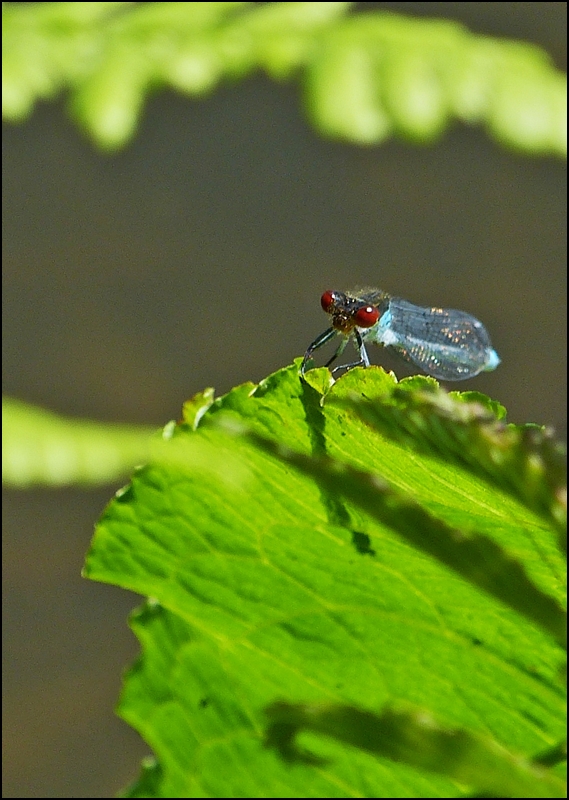 . Auch rote Augen knnen entzckend sein. 08.07.2013 (Jeanny)