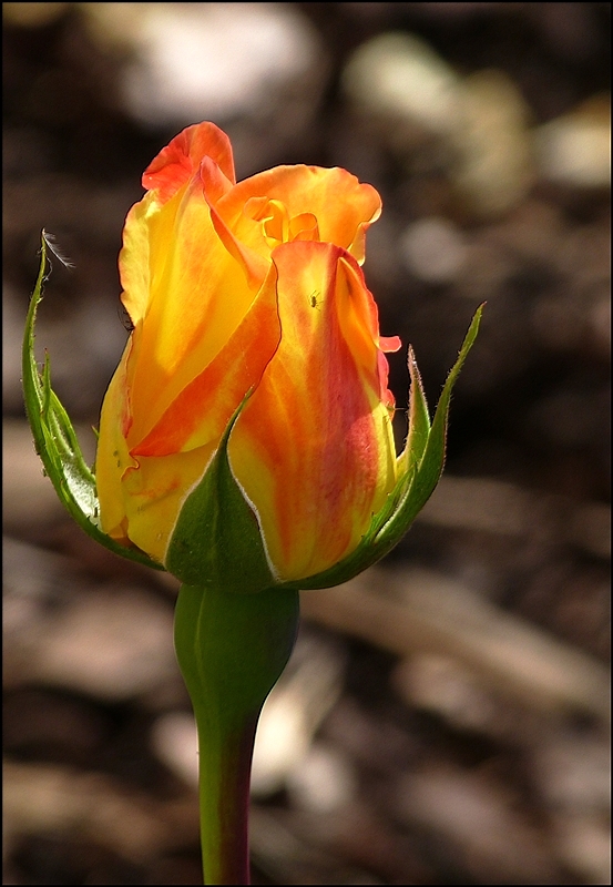 . Das Gegenlicht bringt es an Tag: Einige haben berlebt. 10.07.2013 (Jeanny)