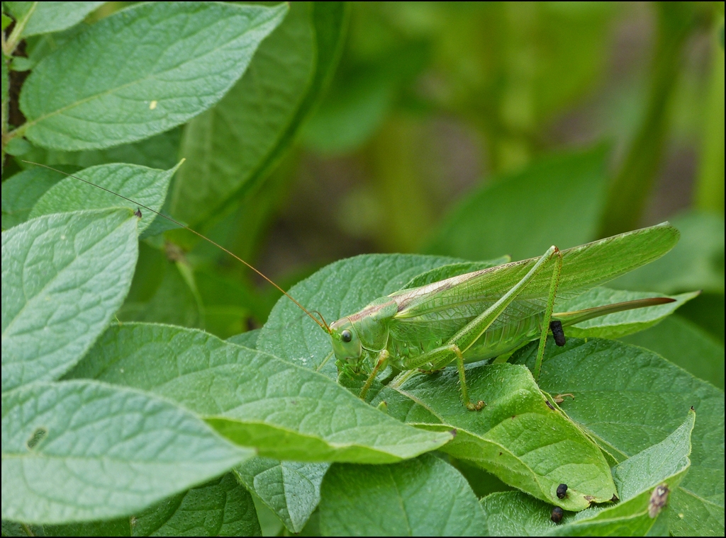 . Die Bltter unserer Kartoffeln scheinen schon mal zu schmecken. Ein Weibchen des Grnen Heupferdes (Tettigonia viridissima) beim Mittagessen am 29.07.2013. (Jeanny)