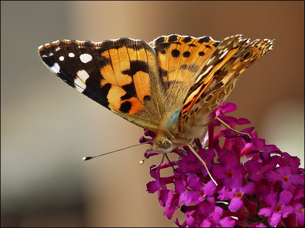 . Die ganze Farbenpracht des Distelfalters (Vanessa cardui). 13.08.2013 (Jeanny)