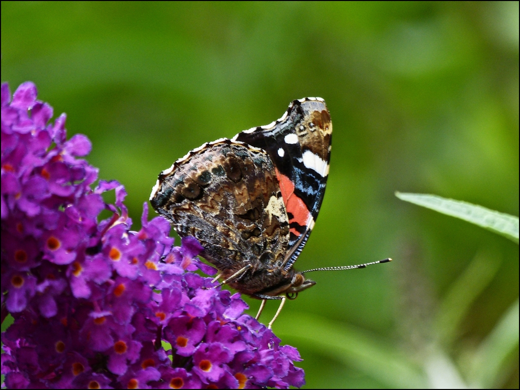 . Distelfalter (Vanessa cardui). 14.08.2012 (Hans)