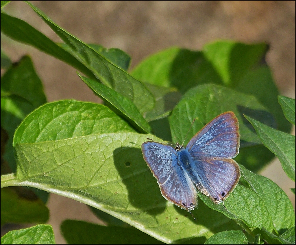 . Ein Groer Wanderbluling (Lampides boeticus) sa am 10.08.2013 fr kurze Zeit in unserem Bohnenbeet. (Hans)