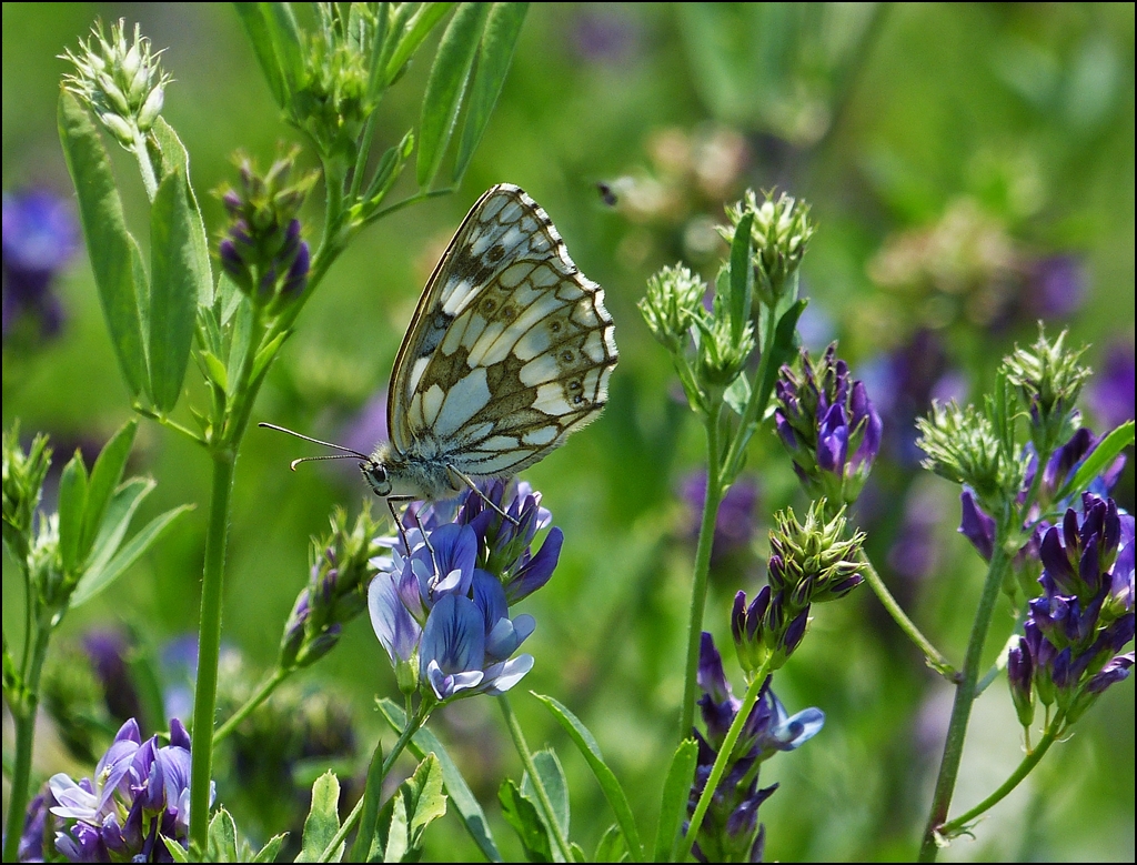 . Ein Schachbrett im Blumenbeet. 16.07.2013 (Jeanny)