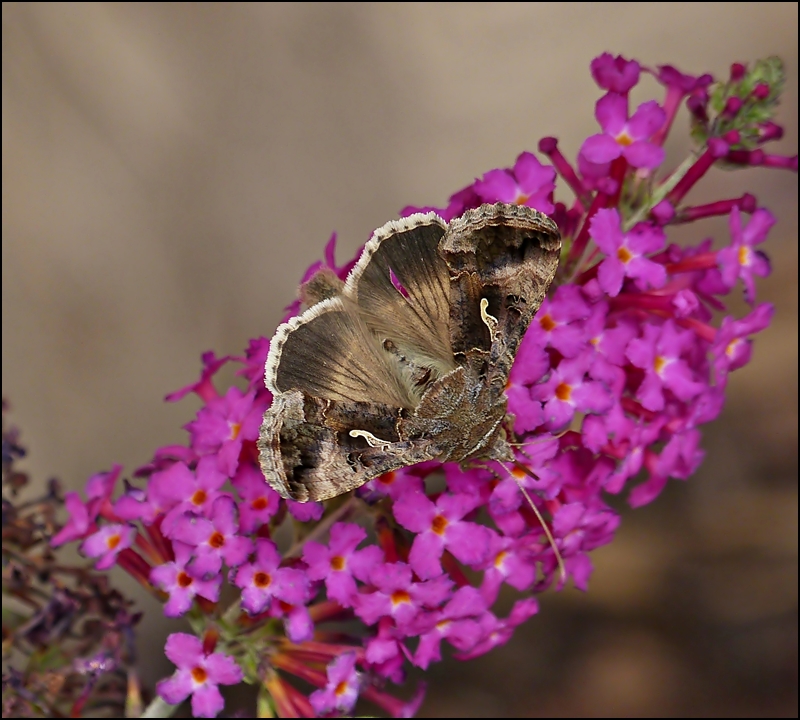 ... entpuppt sich als regelrechte Schnheit, die Gammaeule (Autographa gamma). 06.08.2013 (Jeanny)