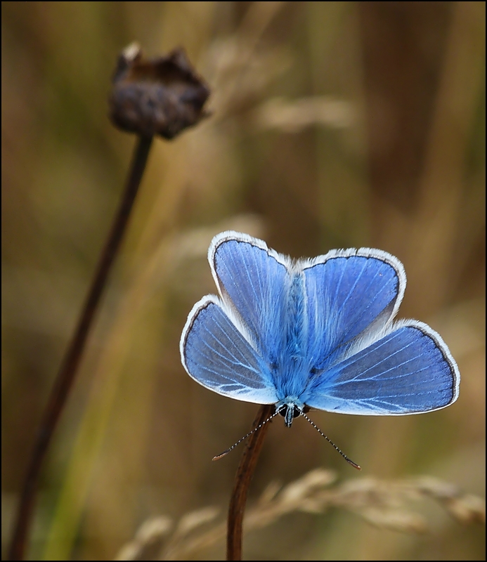 . Es leuchtet blau auf der Blumenwiese. 25.07.2013 (Jeanny)