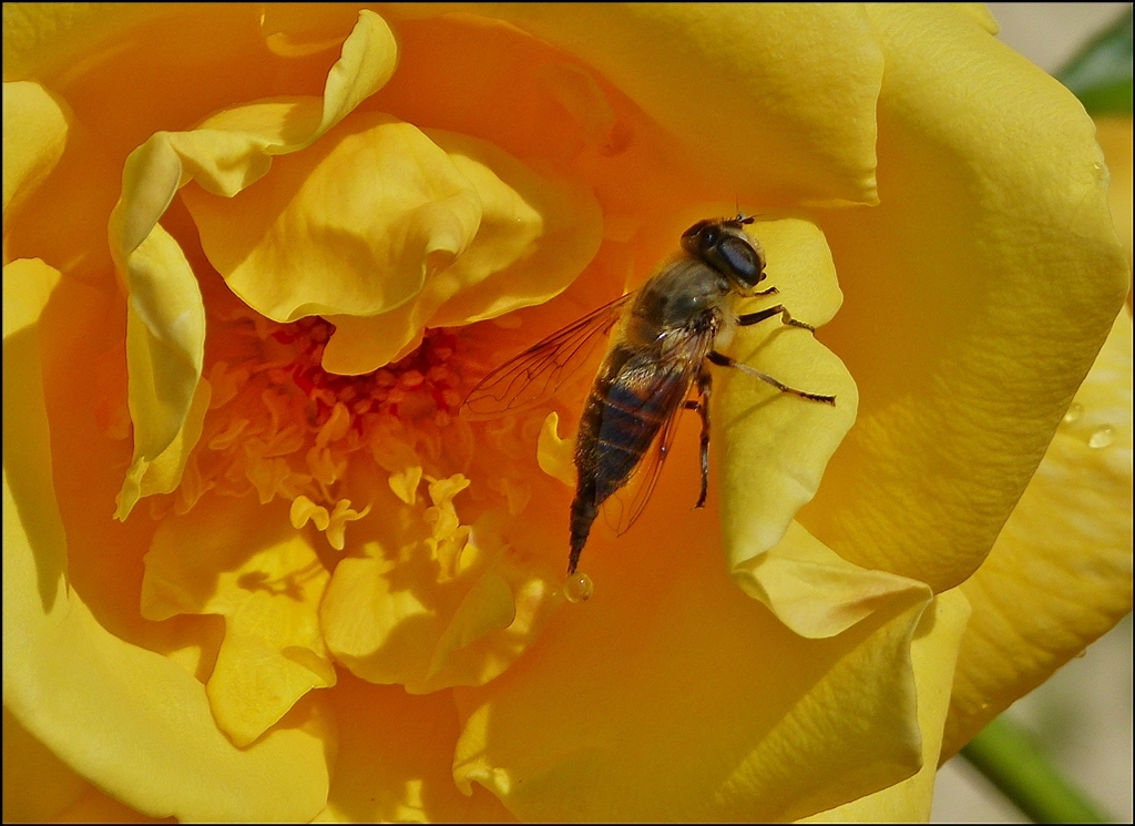 . Etwas Regen der anderen Art (auch Insekten mssen mal). 23.07.2013 (Jeanny)