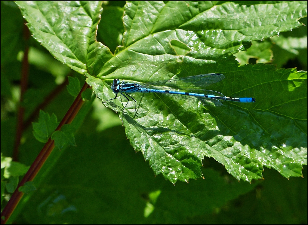 . Farbenvielfalt am See (I). 08.07.2013 (Jeanny)