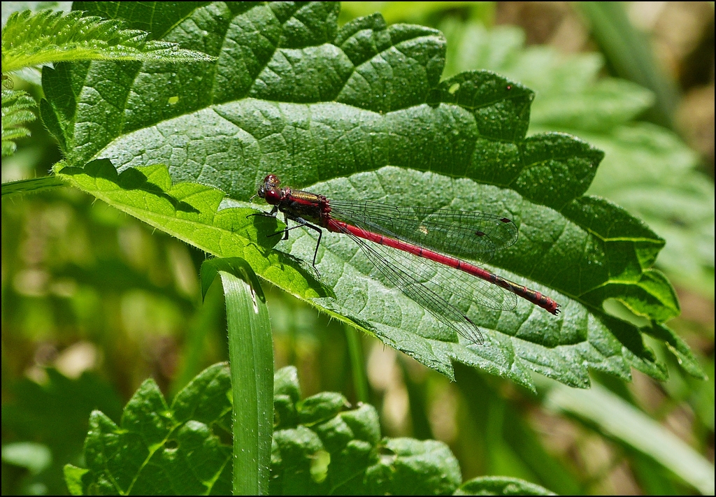 . Farbenvielfalt am See (III). 08.07.2013 (Jeanny)