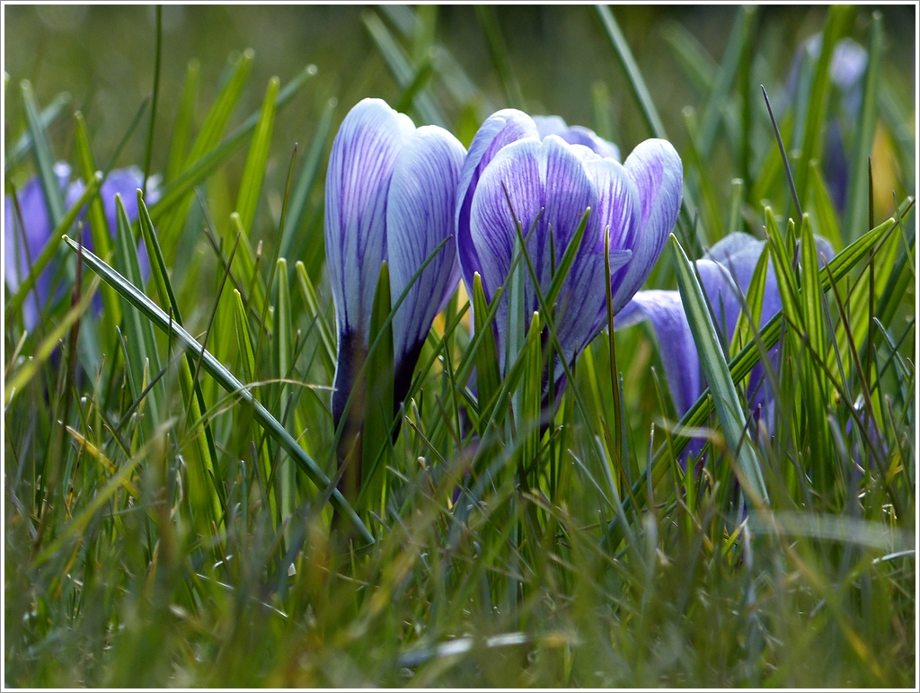 . Frhling 2013 - Jetzt scheint er angekommen zu sein. 07.04.2013 (Jeanny)