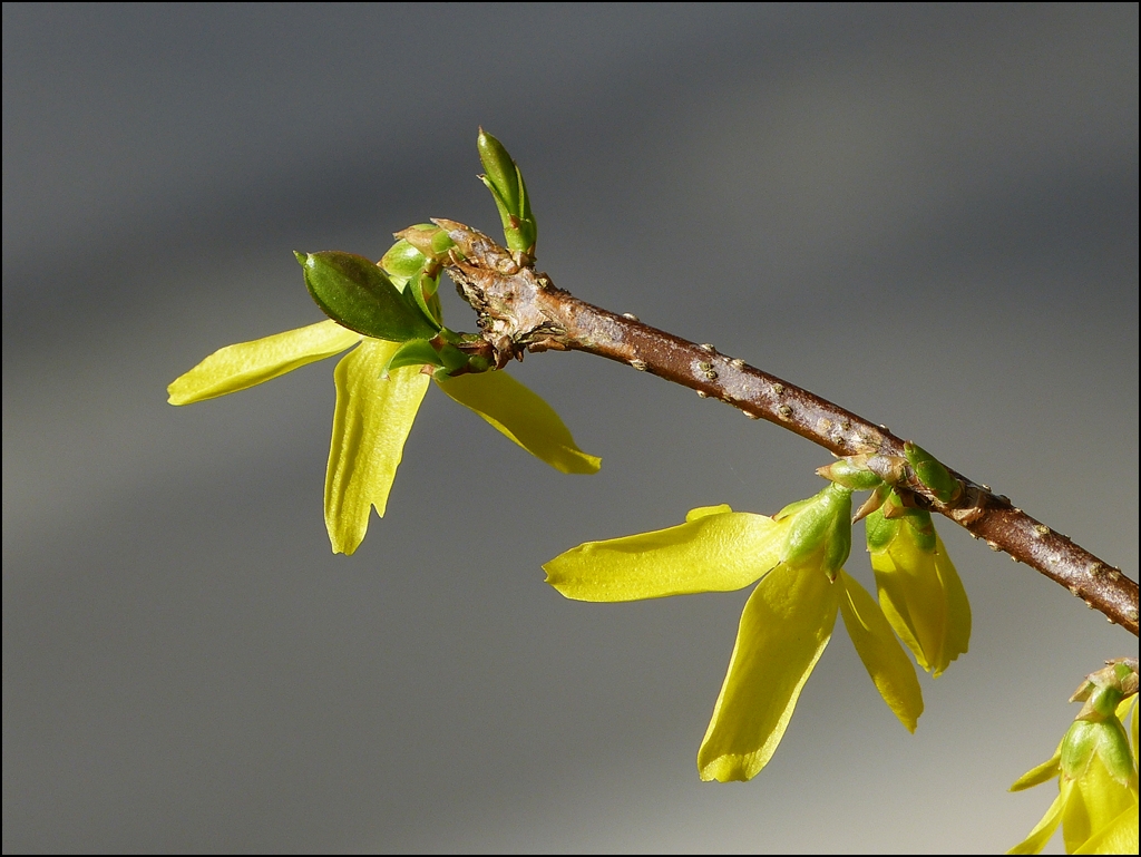 . Frhling 2013 - Jetzt blhen unsere Forsythien auch. 22.04.2013 (Jeanny)