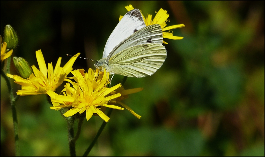 . Im Rampenlicht. 23.07.2013 (Hans)