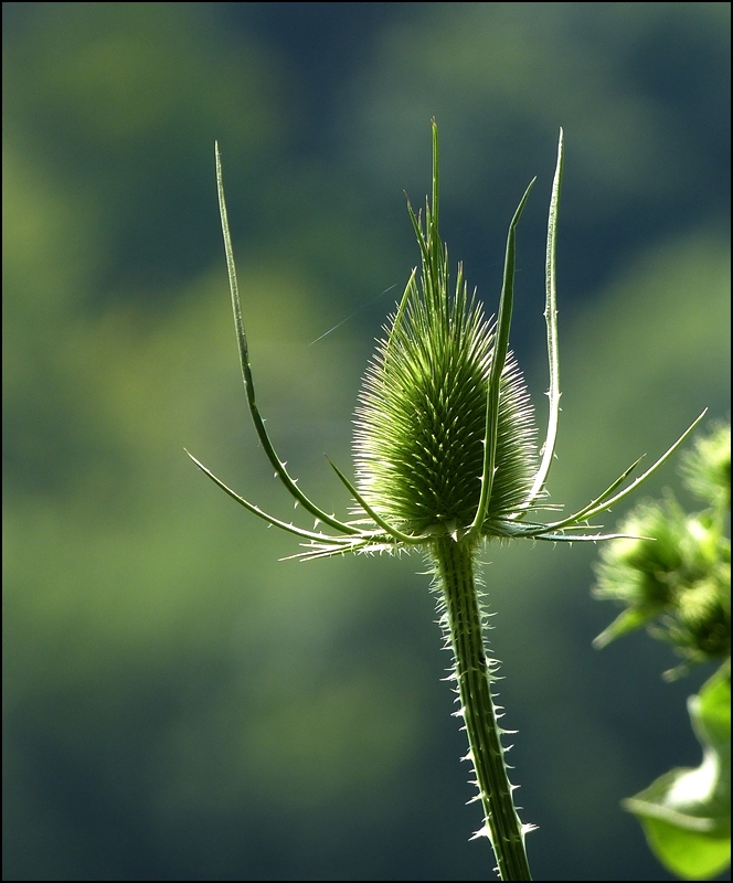 . Kunstwerke der Natur (II). 16.07.2013 (Jeanny)