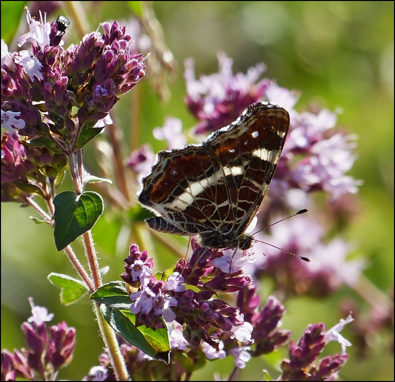 . Schner als jedes Navi, ein Landkrtchen (Araschnia levana) der Sommergeneration. 04.08.2013 (Jeanny)