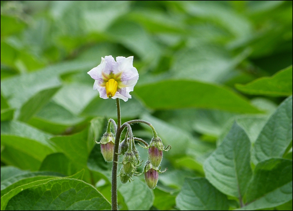 . Schnheit im Gemsebeet. 05.07.2013 (Jeanny)