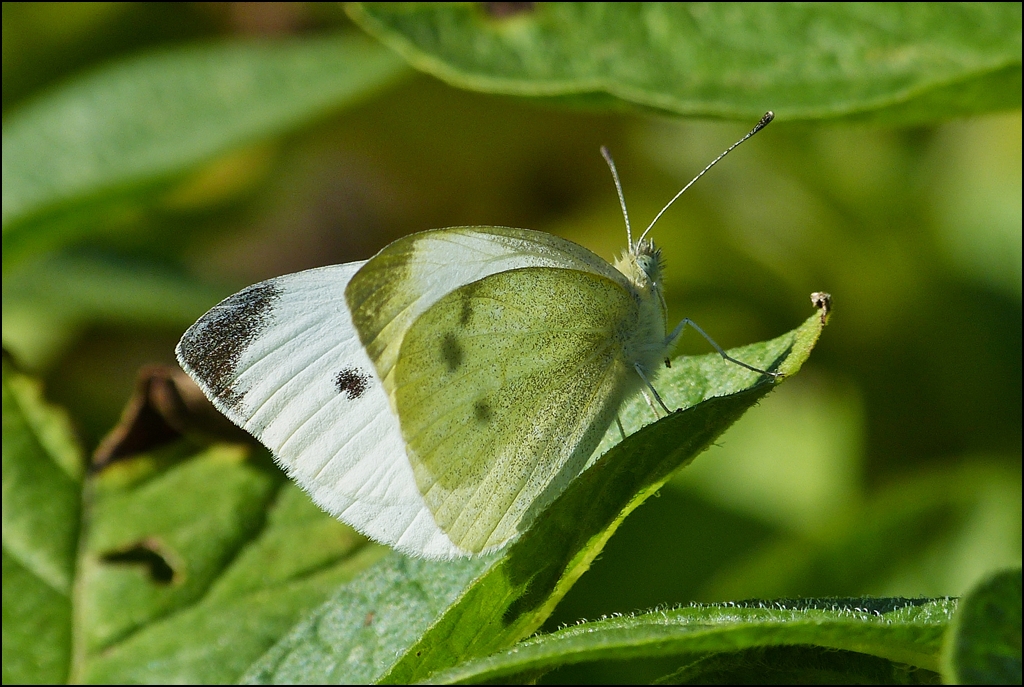 . Sptsommerliches Gegenlicht. 14.08.2013 (Jeanny)