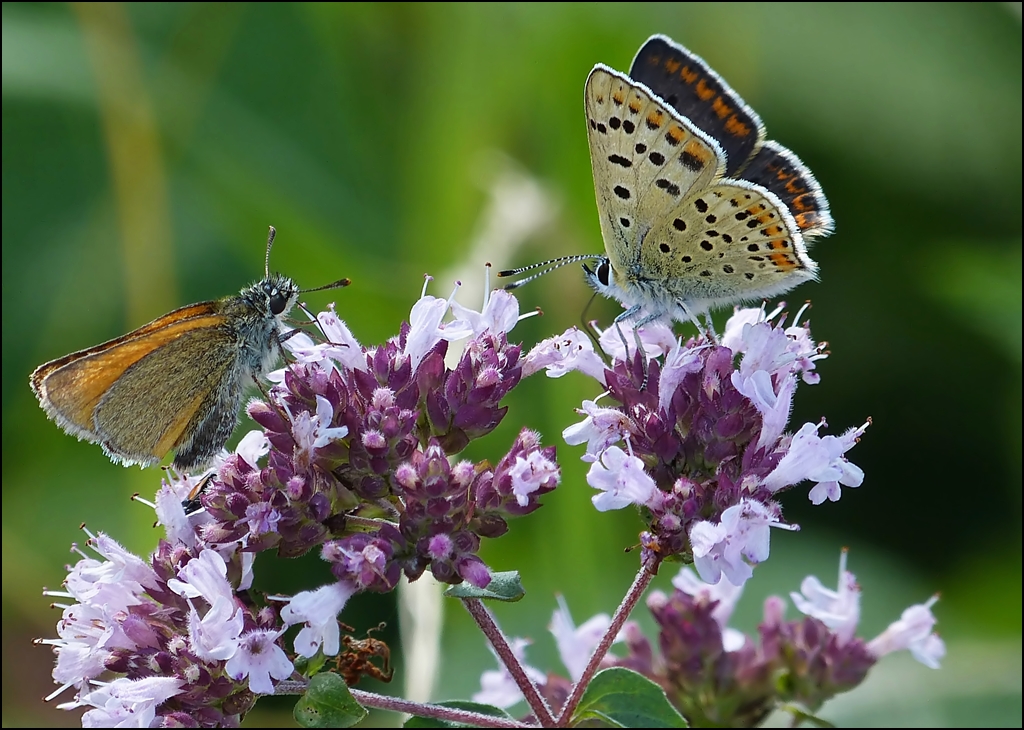 . Traute Zweisamkeit: Ein Rostfarbiger Dickkopffalter (Ochlodes sylvanus) und ein Brauner Feuerfalter (Lycaena tityrus) naschen an derselben Blte. 04.08.2013 (Jeanny)