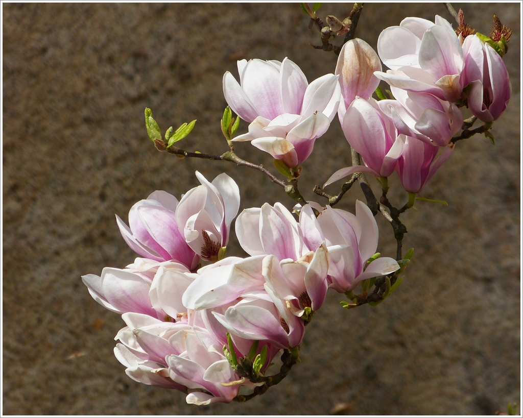 . Wehmtige Erinnerungen an den Frhling 2012 - Magnolien in Ettelbrck. 14.04.2012 (Jeanny)