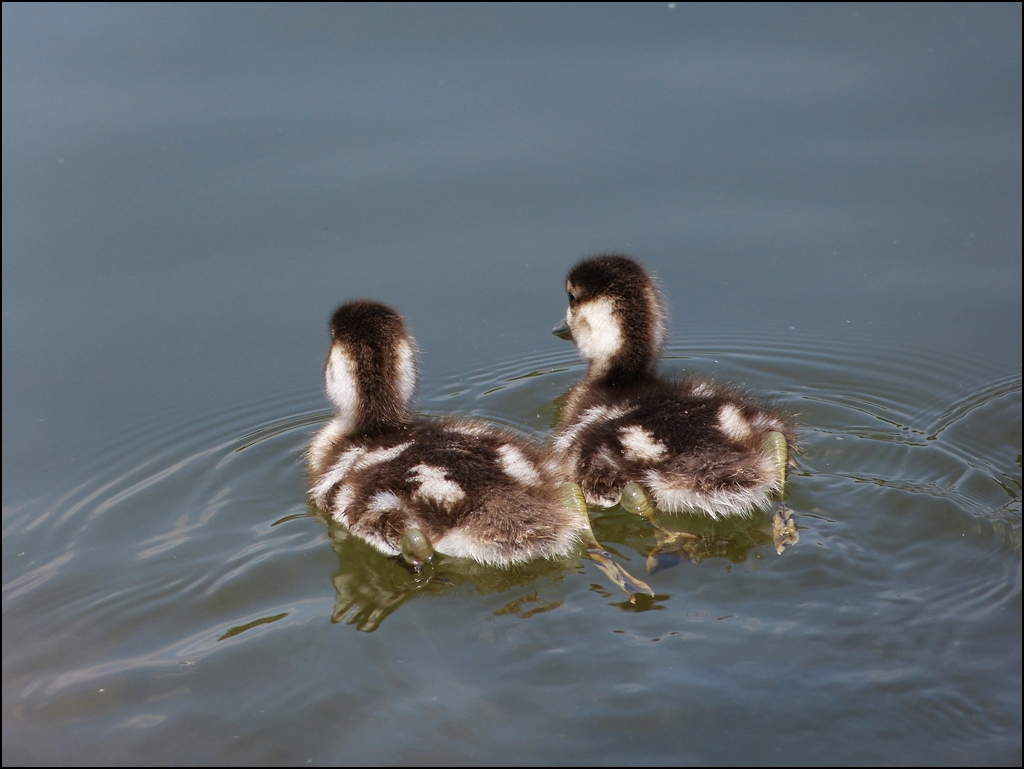 . Zu zweit sind wir stark. 16.07.2013 (Jeanny)