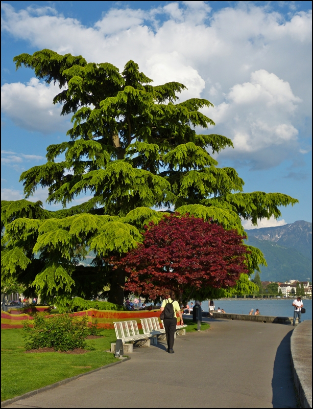 Am Quai Perdonnet in Vevey begutachtet ein Fotograf seine  Berge -Bilder. 28.05.2012 (Jeanny)