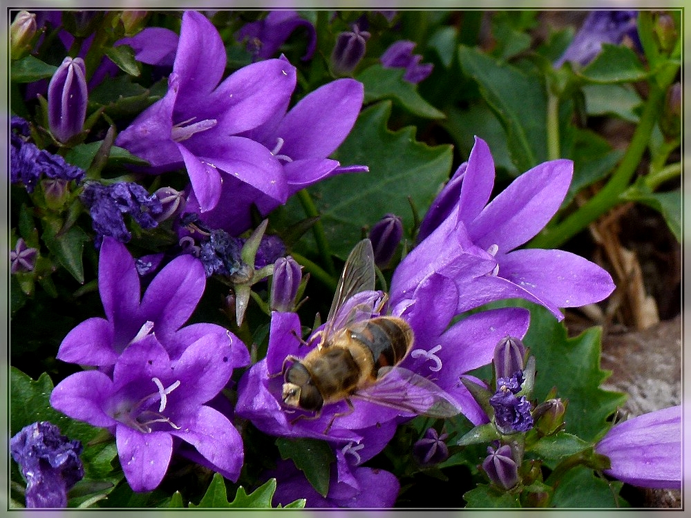 Auch die Glockenblumen mchten bestubt werden. 17.06.2011 (Jeanny)