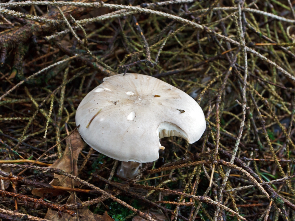 Auf dem Rckweg der Wanderung zum Druidenstein am 14.10.2012, konnte ich diesen angebissenen Pilz ablichten.....wer war da wohl dran...sieht doch aus wie ein Knolenbltterpilz.