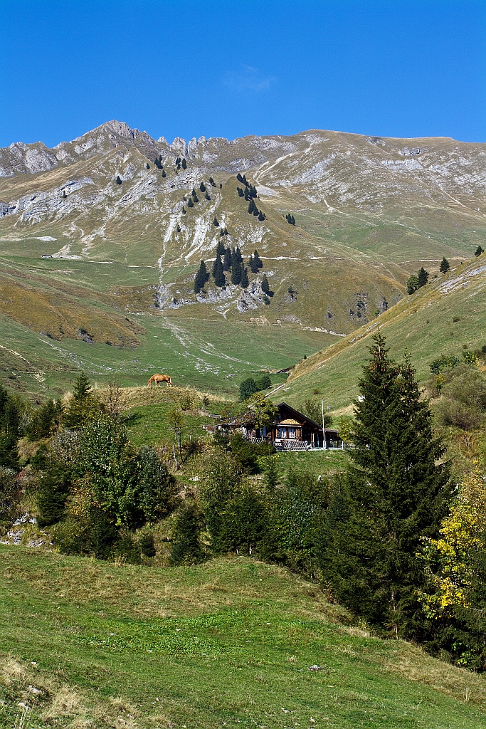 Bienzer Planalp (1346 m . M) am 01.10.2011, ein Blick Bergauf.