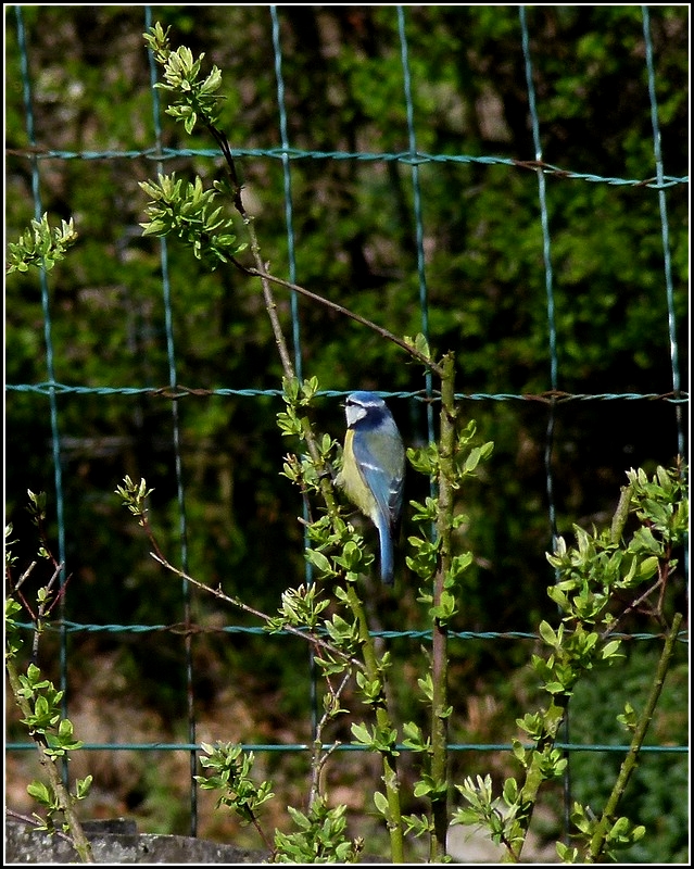 Blaumeise im Nachbarsgarten. 11.04.2011 (Jeanny)