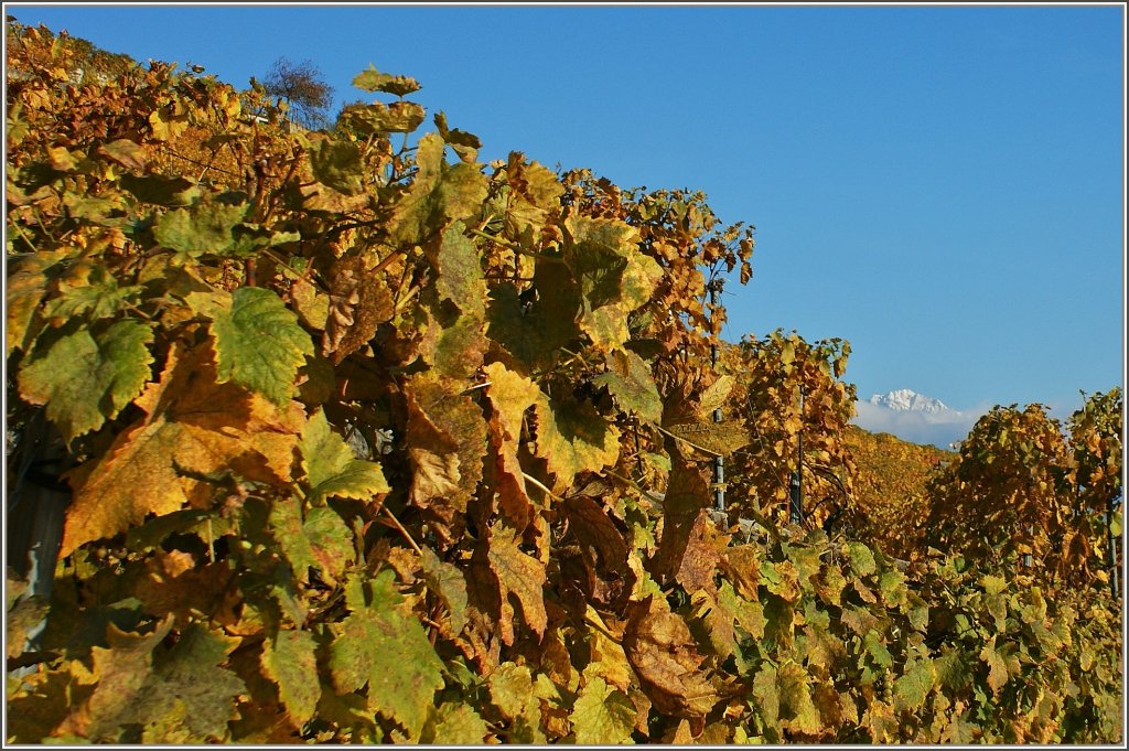 Blick durch die Weinberge auf den schneebedeckten Gipfel des Rochers-de-Naye.
(29.10.2012)