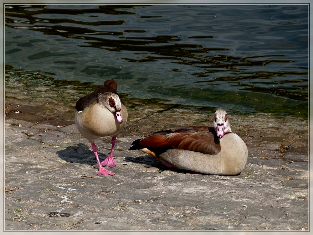 Darf ich Sie zu einem Spaziergang einladen, Madame? 17.04.2011 (Jeanny)