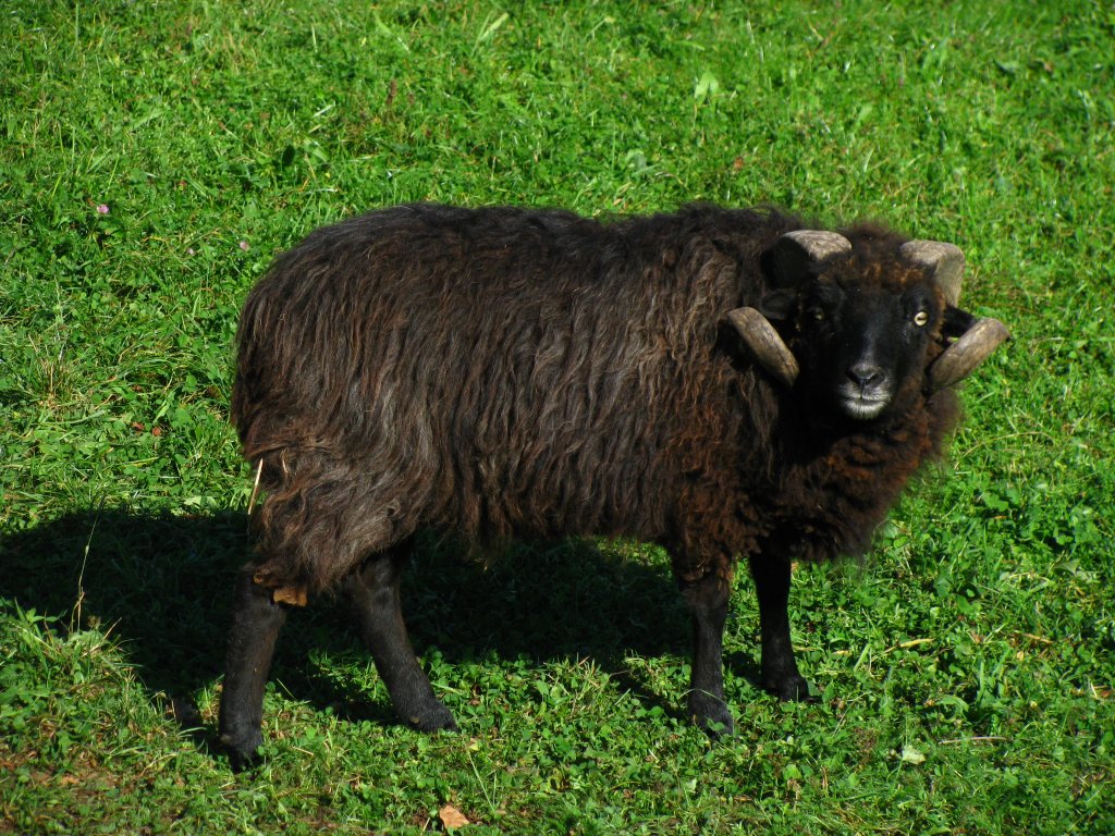 Das ist Prinz. Als Schaf geboren, wuchs er bald mit den gleichaltrigen Zwergziegen auf und meint heute, nach etwa fnf Jahren wohl auch, dass er eine Ziege ist. Einzig die Vorliebe fr ssse pfel fehlt ihm...(Oktober 2009)