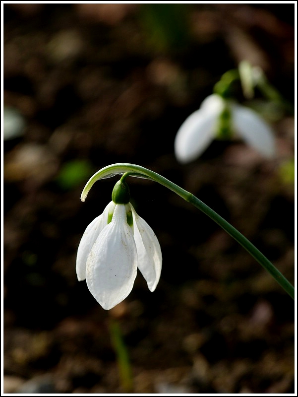 Der Frhling wird eingelutet. 03.03.2012 (Jeanny)