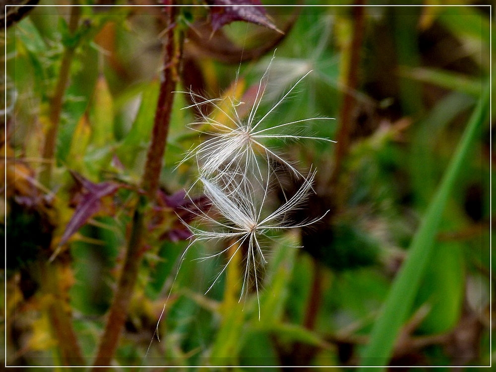 Der Herbst kndigt sich an. 10.09.2011 (Jeanny)