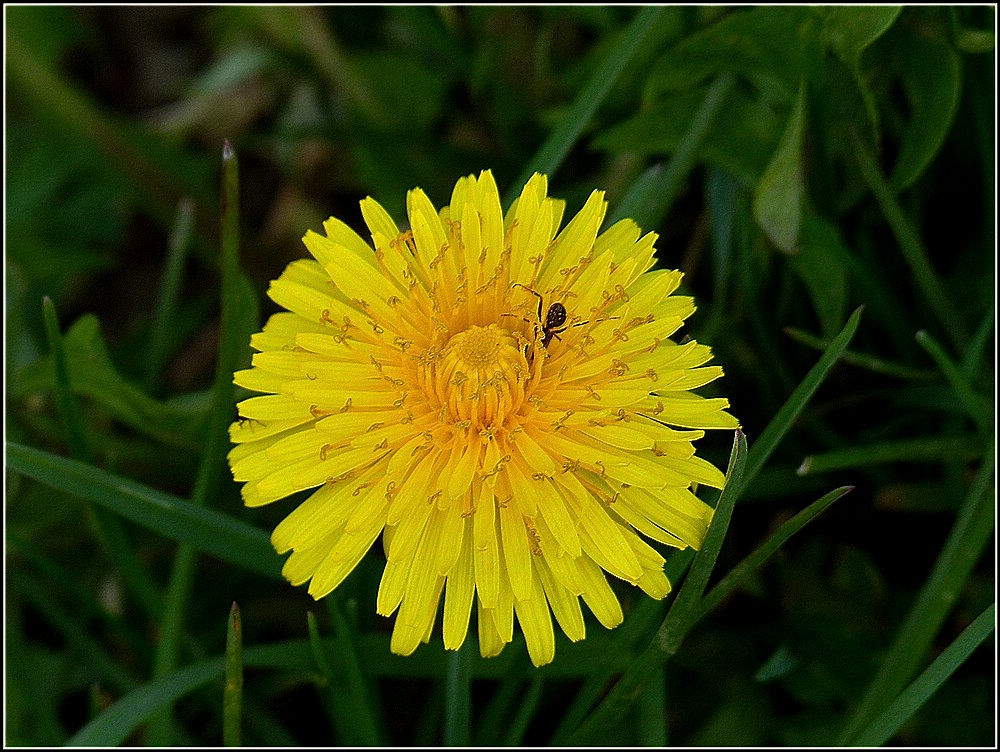 Der Lwenzahn hat Besuch. 11.04.2011 (Jeanny)