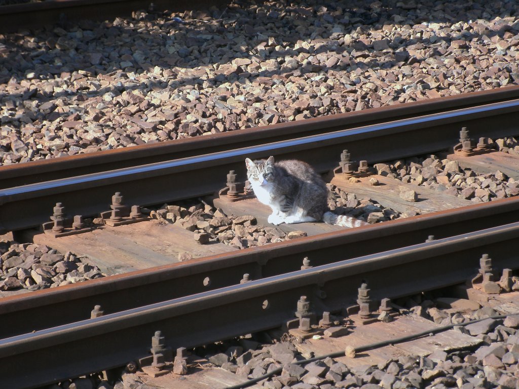 Die Bahnhofskatze von Bergen/Rgen bei ihrem Rundgang,am 20.August 2011, ber den Bahnhof Bergen/Rgen.