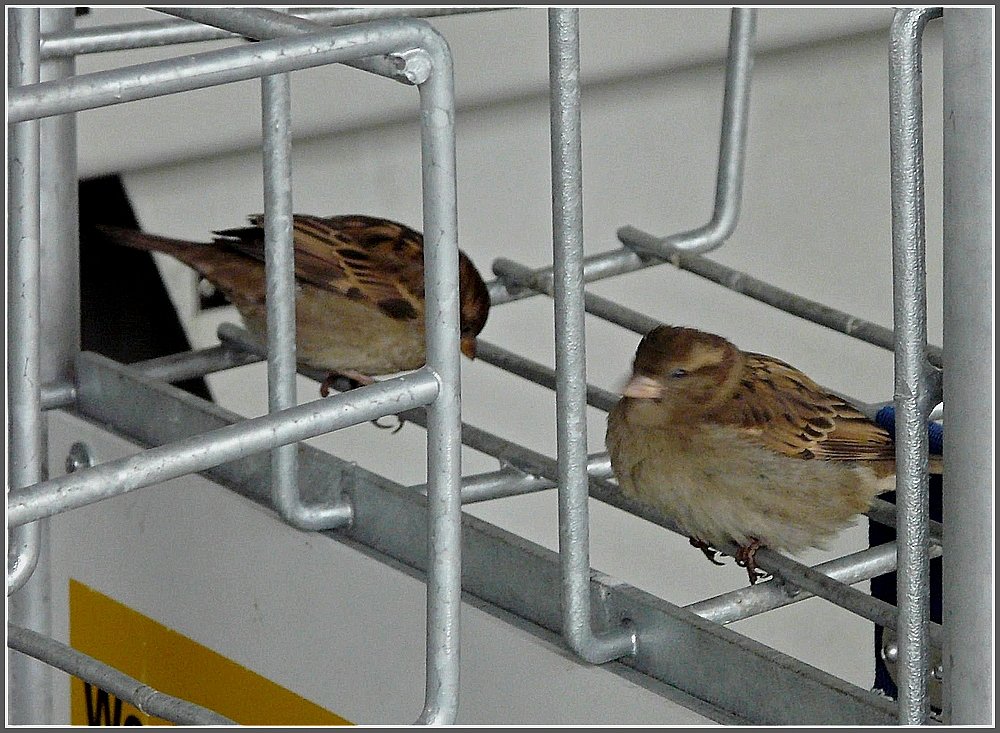 Die Gepckwagen im Bahnhof von Chur waren am 23.12.09 sehr beliebt. (Jeanny)