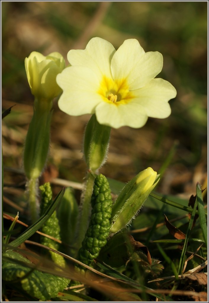 Die Primeln sind gelbe Farbtupfer auf noch braun-grnen Wiesen.
(04.03.2011)