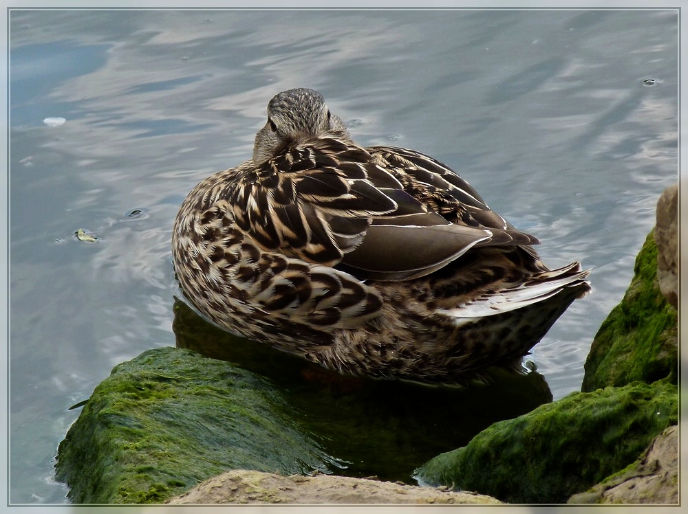 Die Stockente scheint zu schlafen, dabei beobachtet sie die Fotografin ganz genau. 17.04.2011 (Jeanny)