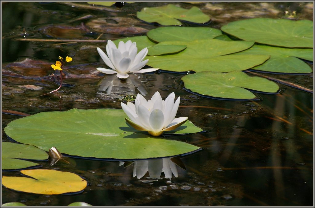 Ein Frosch spielt verstecken: Kuckuck wo bin ich? 
(01.07.2011)