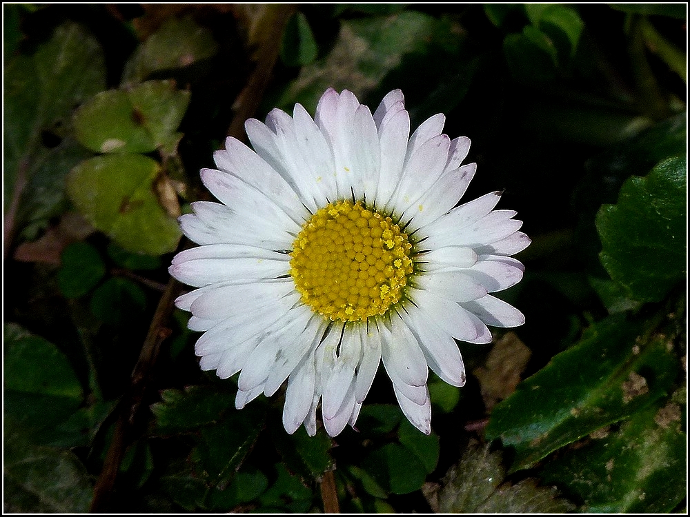 Ein Gnseblmchen gesehen am 12.03.2011 in Remich. (Jeanny)