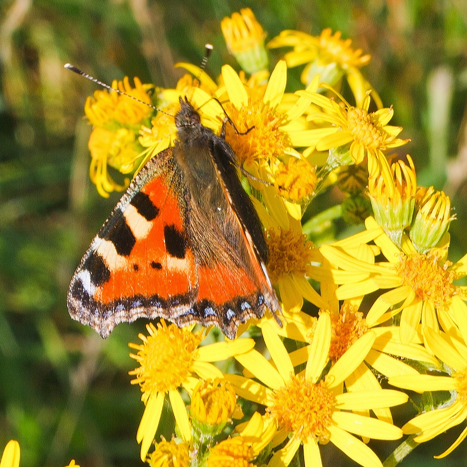 Ein Kleiner Fuchs (Aglais urticae), am 17.07.2013 in Wrgendorf.