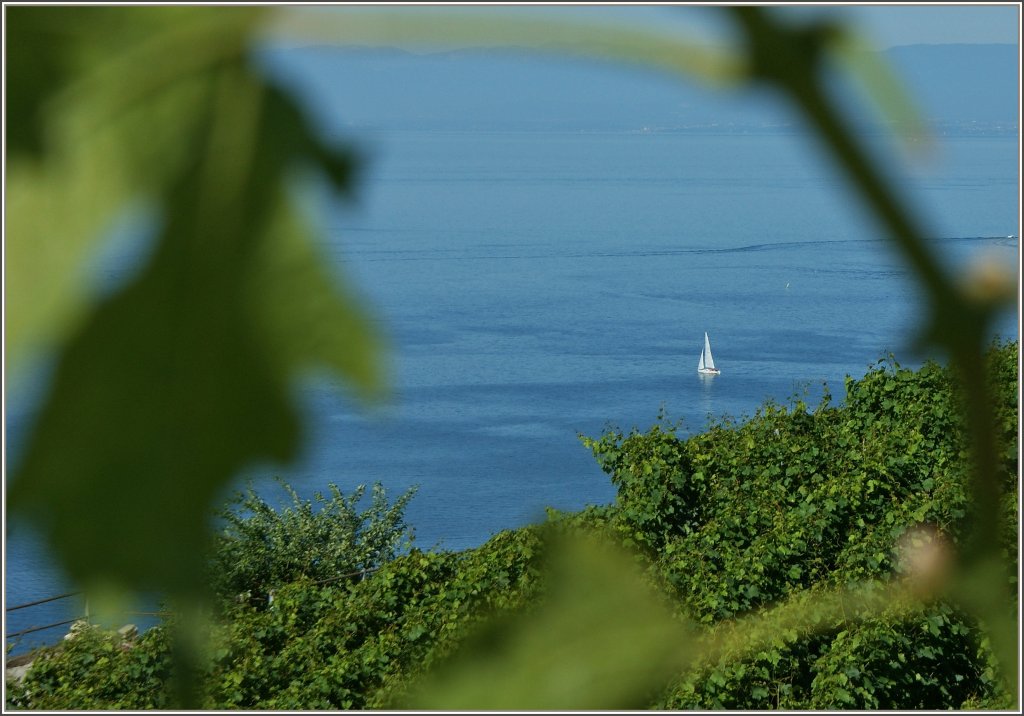 Ein kleines Segelschiff umgeben von Wasser und Weinreben.
(18.07.2012)