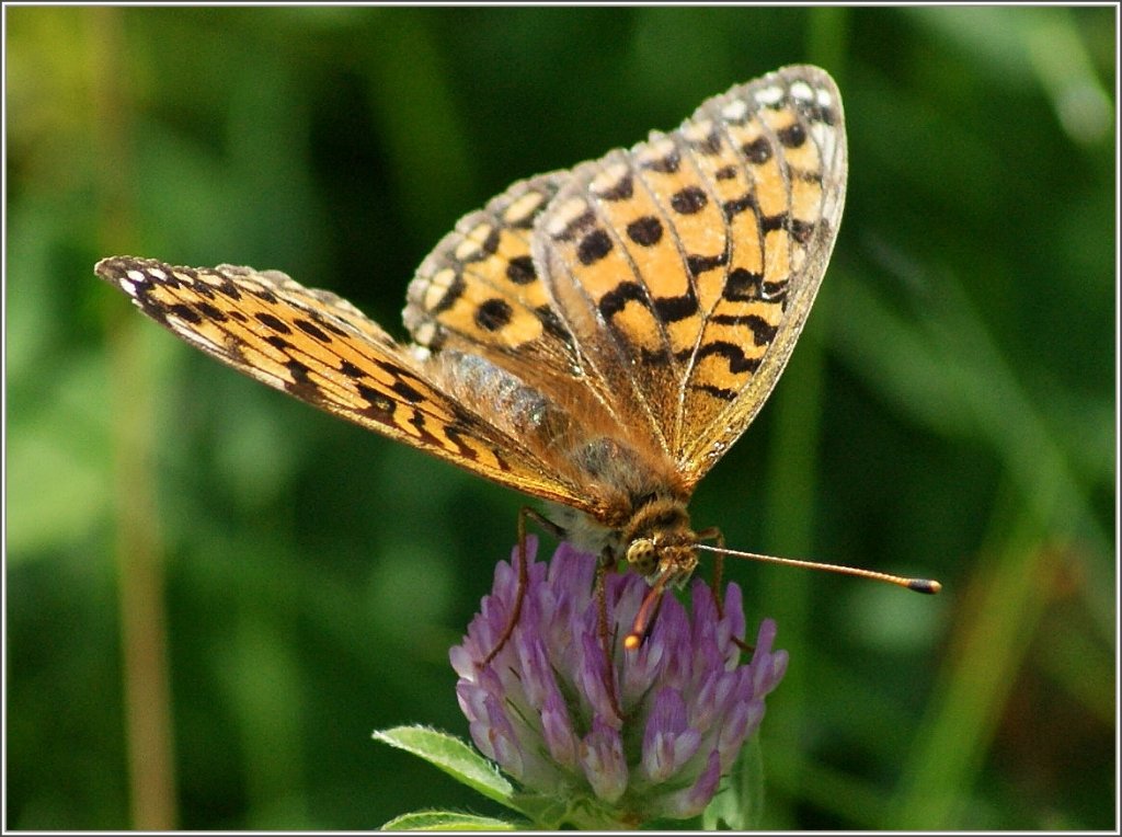 Ein Scheckenfalter auf einer Kleeblume.
(09.08.2012)