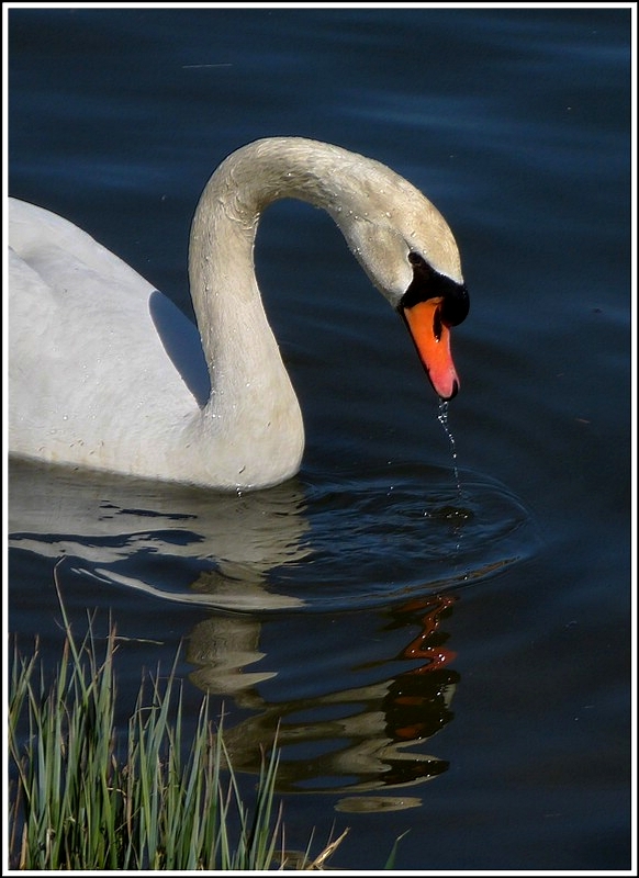 Ein Schwan beim Grndeln. 01.04.2012. (Jeanny)