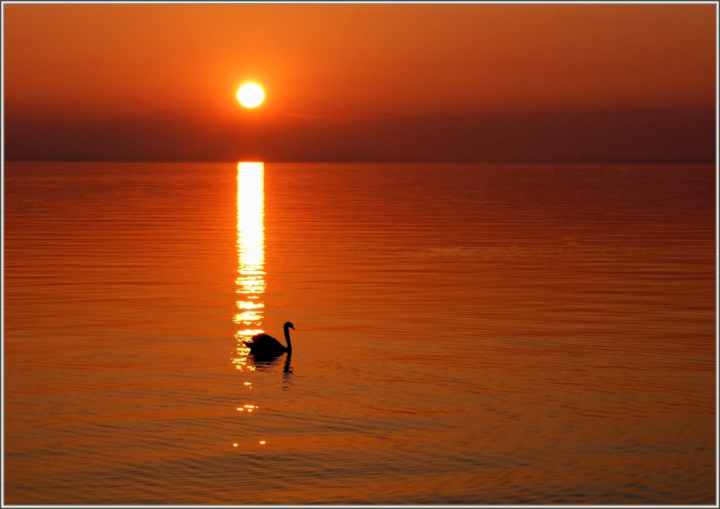 Ein Schwan im Sonnenuntergang.
(14.03.2012)